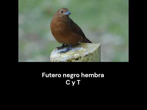 Frutero negro macho y hembra.  #avesdeargentina #naturaleza #birds