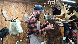TROPHY BUCK gets New Life: Part 1 TAXIDERMY