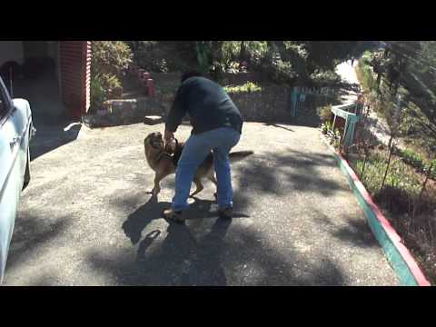 PARIMAL LIKES HIS JAMES BOND DOG JEMY KURSEONG.MP4