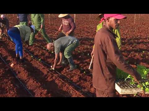 Inició campaña tabacalera 2024-2025 en Artemisa