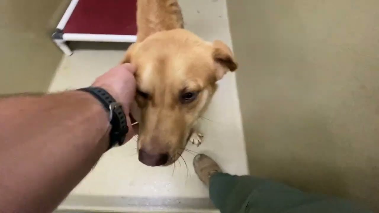 Reggie, an adopted mixed breed in Monroe, GA video 3/4