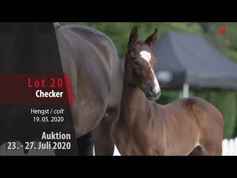 Westfälische Online Auktion 23. - 27. Juli: Lot 20 Checker Hengst v. Capistrano - A la Carte NRW