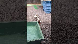 【一列見てあげて🦆】#コールダック #アヒル #duck #鳥 #鳥好き #かわいい #可愛い #かわいい動物 #癒し #癒し動画 #ほっこりする話 #ほのぼの #動物 #愛情 #赤ちゃん #自律神経