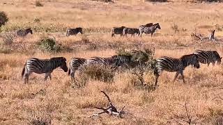 WILD Zebras and Buffalos Graze Together in PERFECT Harmony👌