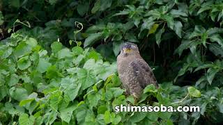 石垣島2例目のマナヅル、越冬サシバ(動画あり)