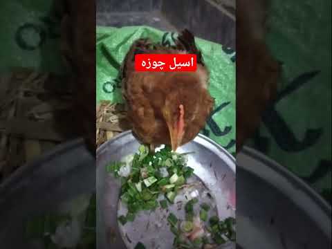 #asil #hen #birds #farming #nomangoheer2542