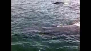 preview picture of video 'whale watching. Grand Manan 2013'