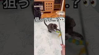 【子猫と黒猫】猫じゃらしに夢中な子猫のジジと、目で追うキキ🐈🐈‍⬛💕 #子猫可愛い #黒猫と猫じゃらし #猫のいる生活