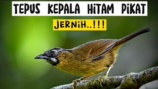 Download lagu Suara Pikat Tepus Kepala Hitam Paling Top - Gray Throated Babbler mp3