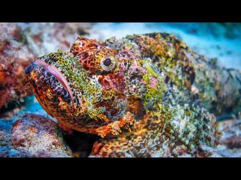 The Largest Living Masterpiece: Great Barrier Reef