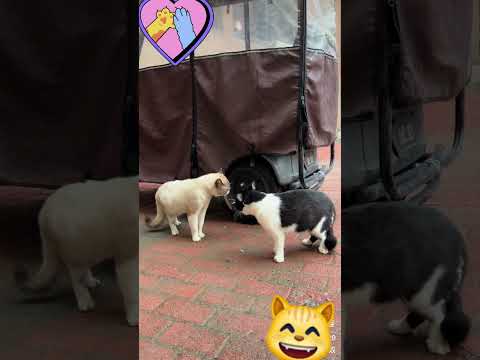 #dharmeshsirdance #catdance