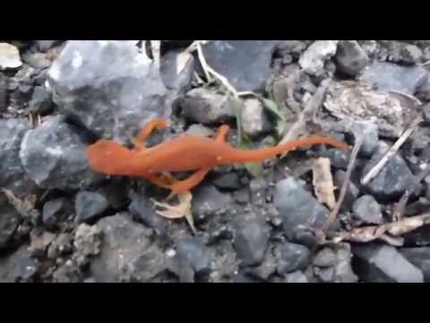 Red eft on the run in the rain.
