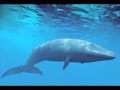 Звуки Синего/Голубого кита-Sounds of Blue whale 