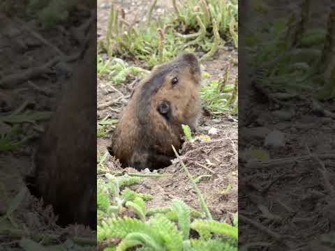 Gopher eats a grass! #closeup #flower #animals #gopher #nature #hawaii #sonoma #california