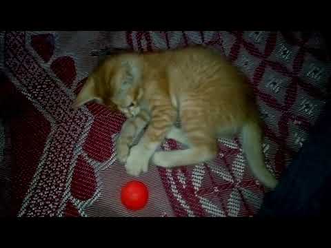 Cat playing with Ball