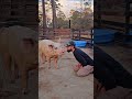 Pregnant Pig Escapes Farm And Finds A Safe Place To Become A Mom | The Dodo