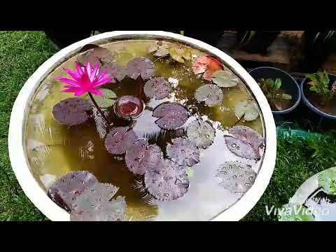 Sudu Kelle Hamadama.