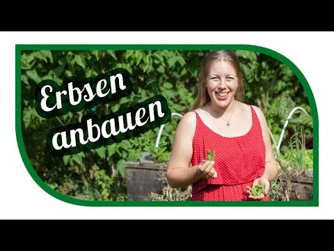 , title : 'Erbsen erfolgreich anbauen 🌿 Markerbse Ambassador im Hochbeet 🎍'
