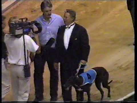1991 Australian Greyhound Cup  Olympic Park