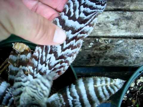 Crpytanthus bromeliads explained