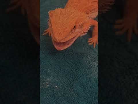 My bearded dragon eating in slow motion