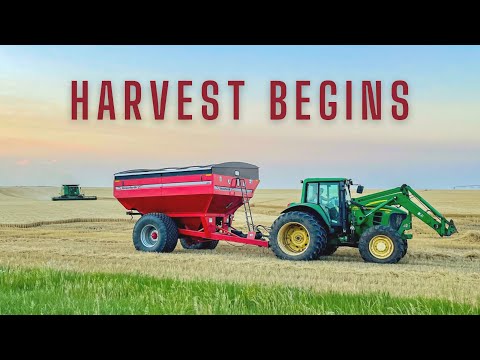Wheat Harvest DAY 1 - Harvest BEGINS!