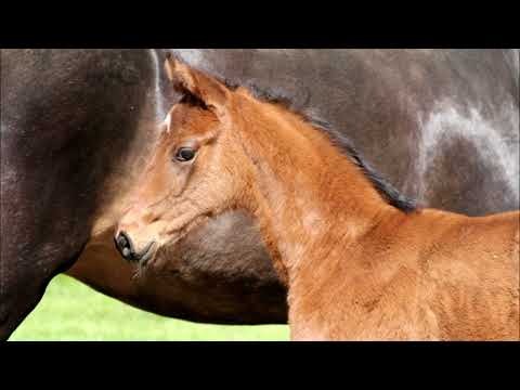 Stutfohlen von Von und Zu - Scolari