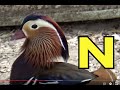 ALPHABET ANIMALS PHONICS ALPHABET SONG Part 62 Babies Toddlers Preschool K 3 Education