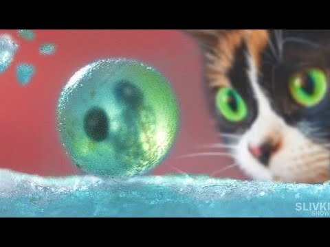 NEBUDETE TOMU VĚŘIT! KOUPILI JSME ŽIVÉ RYBKY Z ALIEXPRESS!