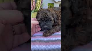 Whoodles Puppies Videos