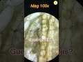 Banana Under The Microscope Shorts Microscope Underamicroscope Microscopechallenge