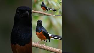 Download lagu “Rekam Suara Masteran Murai Batu yang Lagi Viral – Biar Love Bird Ngiler” mp3