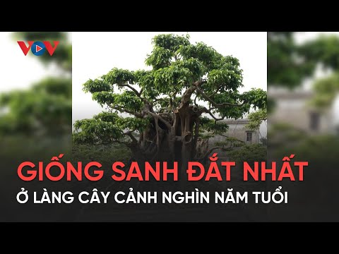 Giống sanh đắt đỏ nhất nước ở làng siêu cây cảnh nghìn năm tuổi