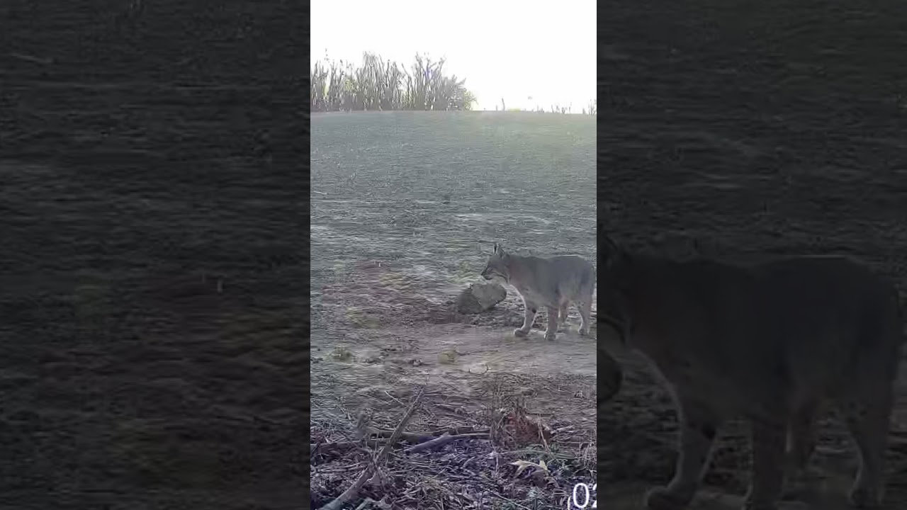 Rare moment: Bobcat caught in a foothold trap.