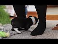Boston Terrier dogs for sale: Snickers - Video 1