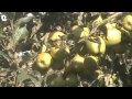 Golden Apple