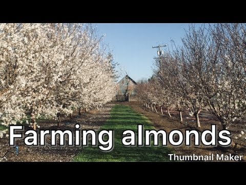 How Are Almonds Grown? Part 1