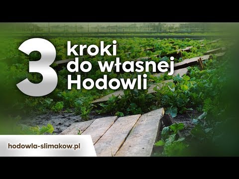 Niezbędne kroki do otwarcia Hodowli Ślimaków