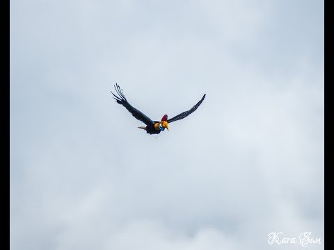 Kara Sun birding in (presenting wildlife of) Sulawesi 4k(part of it)