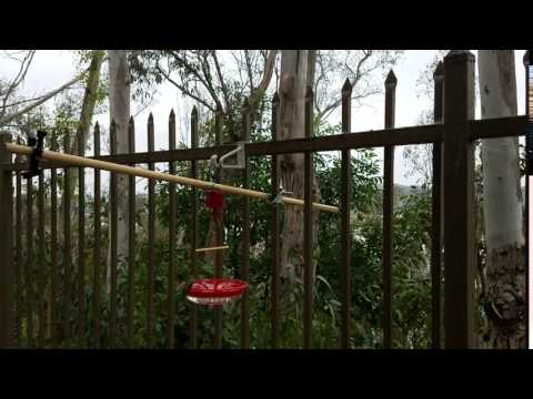 male and female Anna hummingbirds at the feeder