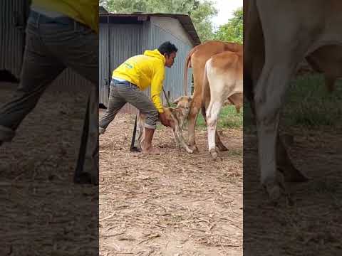 What do cows and dogs breed?