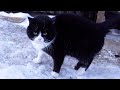 Friendly Cats And Angry Tuxedo Cat