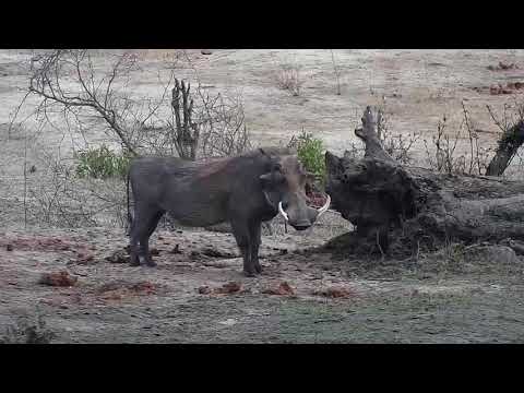 Djuma: Sights and sounds-Pt:1 - 07:43 - 10/26/19