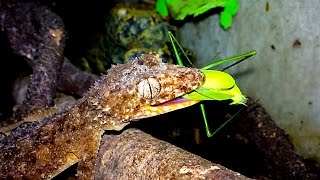 Praying Mantis Deadly Dinosaur Meal Time
