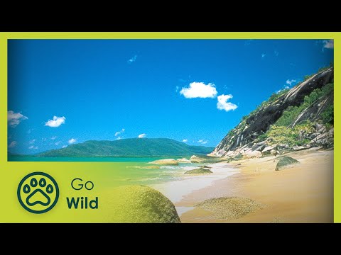 Triumph and Tragedy on the World's Greatest Reef - Go Wild