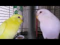 Sexing Genetics Of Lutino Albino Parakeets Aka Budgies