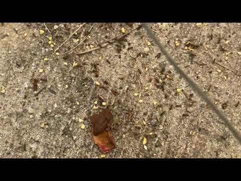 Ants Feasting by the Dumpster in Millstone Township, NJ