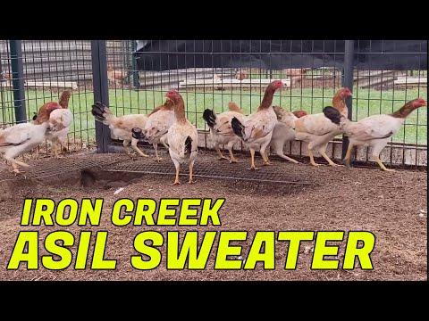 ASIL SWEATER PULLETS - IRON CREEK FARM ALFREDO FLORES