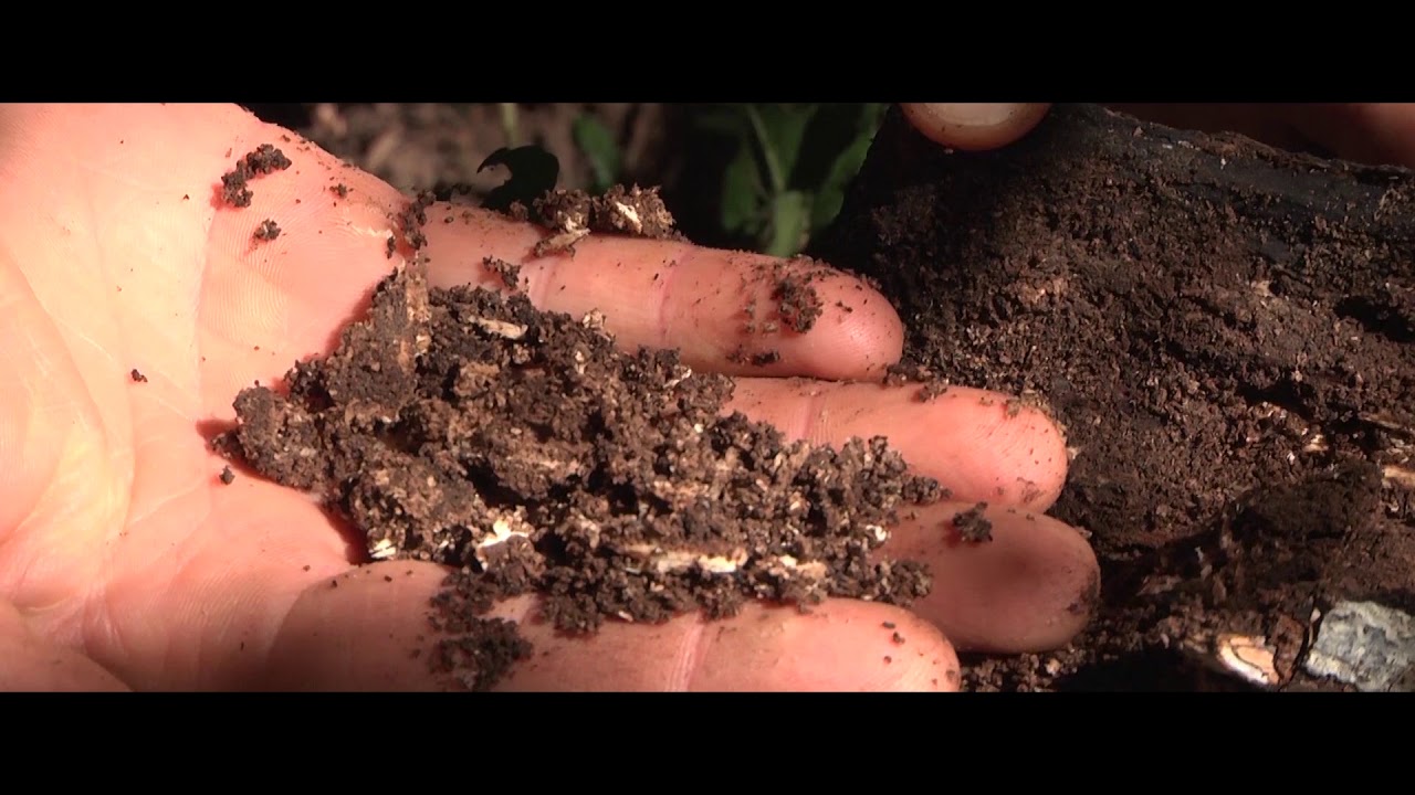 Conceitos e estratégias para aplicação de Sistemas Agroflorestais (SAFs)