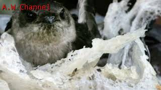 Download lagu TERBUKTI...!!! INAP LIUR 77 REVISI by :andi sufar ORI...cepat menginapkan burung walet... mp3 Download lagu TERBUKTI...!!! INAP LIUR 77 REVISI by :andi sufar ORI...cepat menginapkan burung walet... mp3